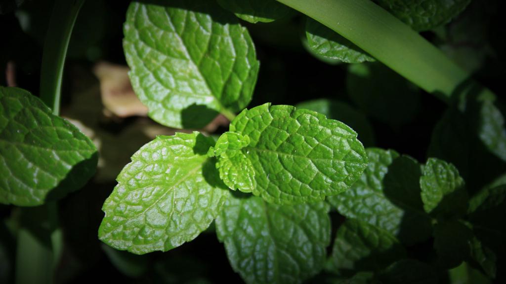 小清新薄荷绿叶唯美图片