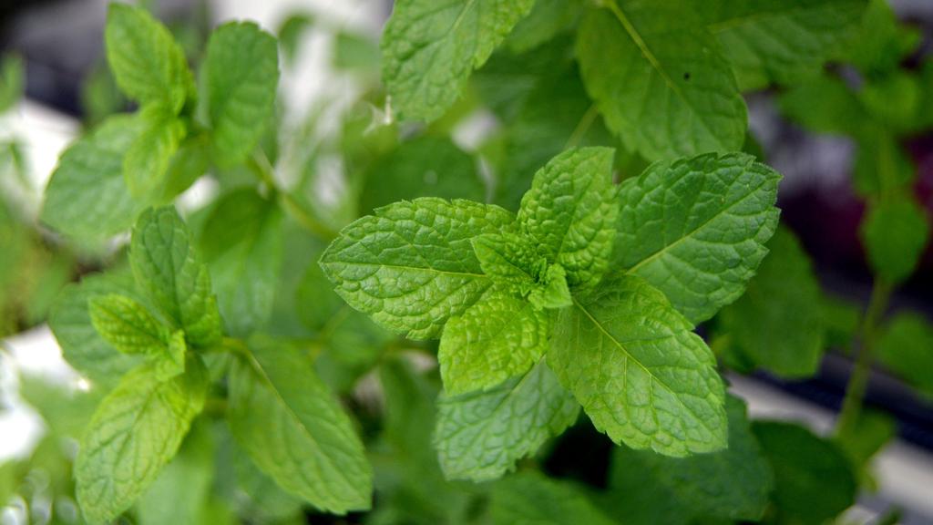 小清新薄荷绿叶唯美图片