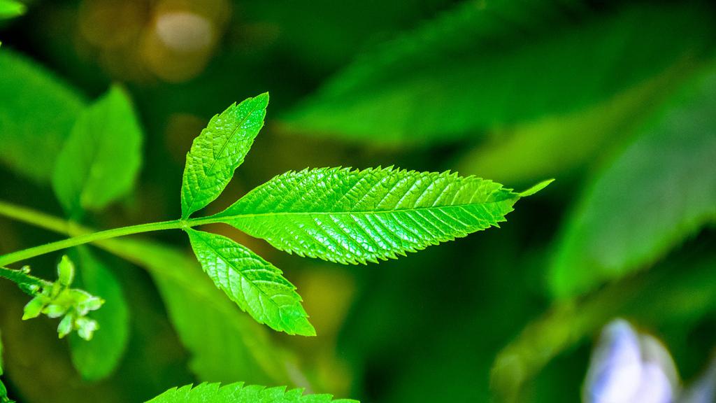 小清新薄荷绿叶唯美图片