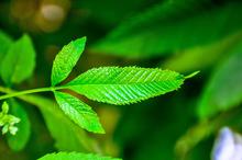 小清新薄荷绿叶唯美图片