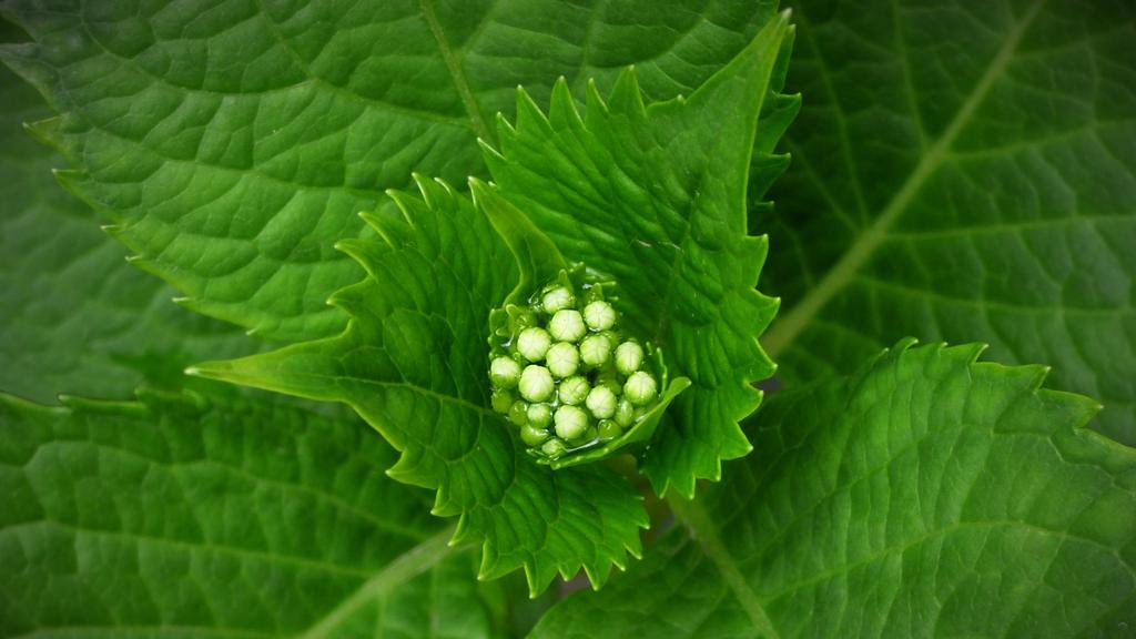 小清新薄荷绿叶唯美图片