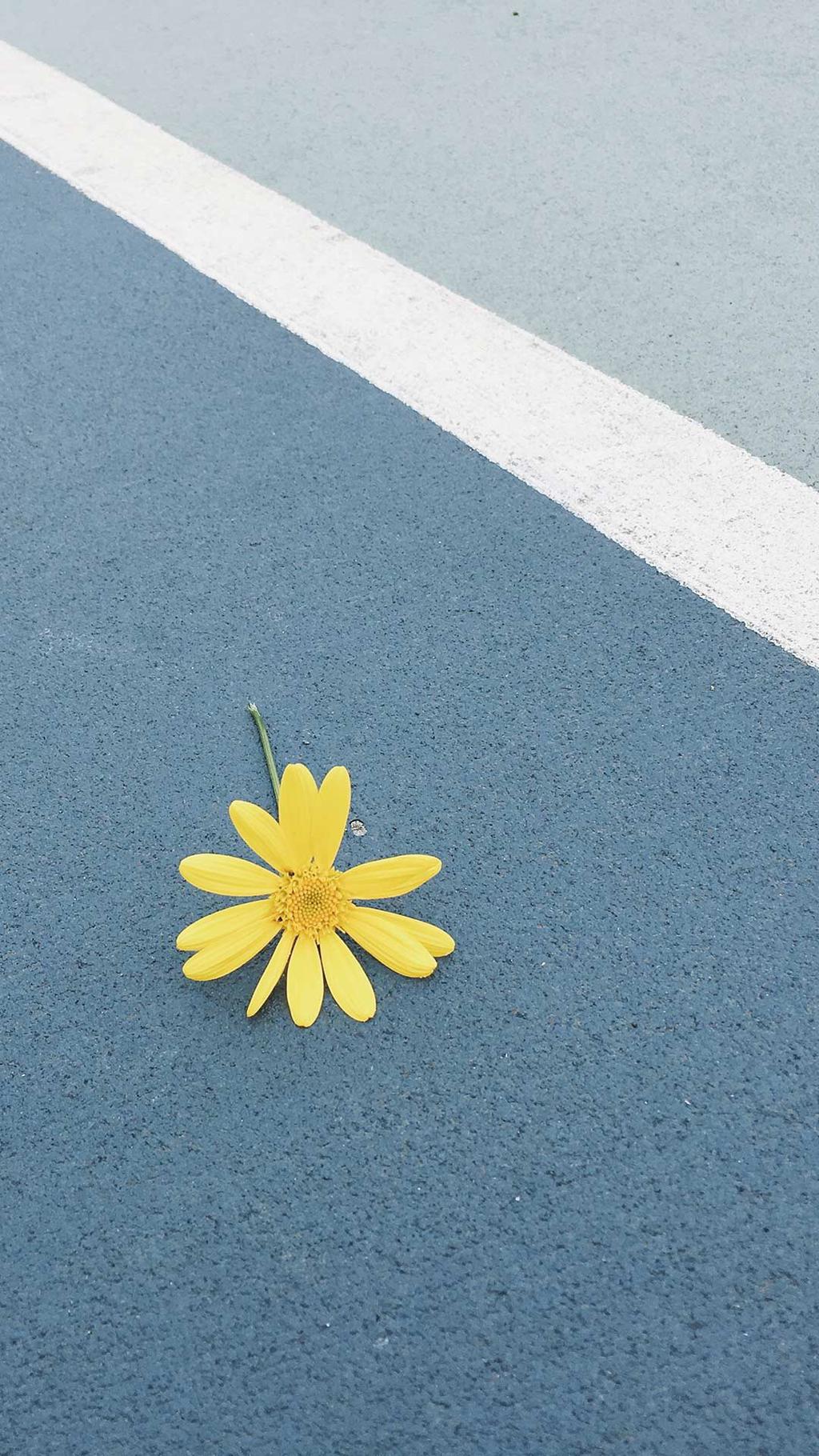 清新治愈系静物手机壁纸