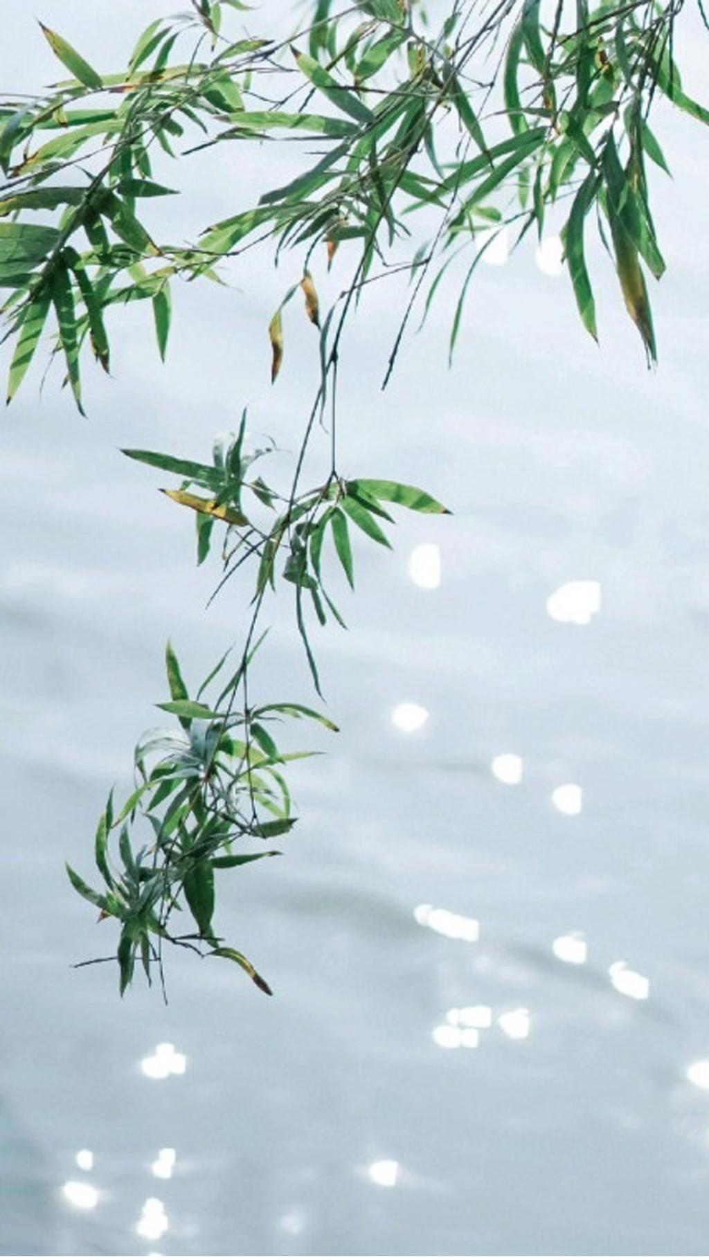 小型的绿色植物图片