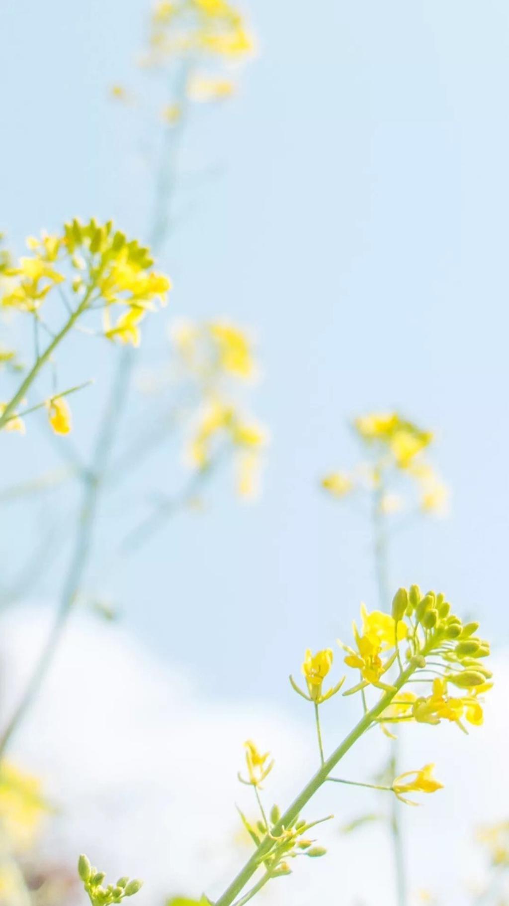 小型的绿色植物图片
