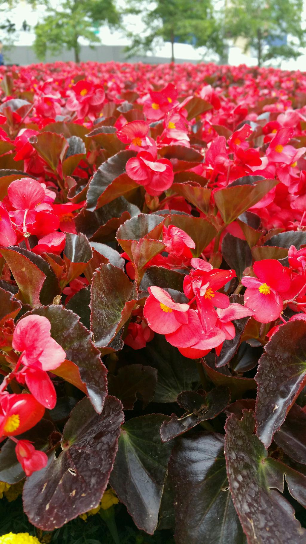 唯美植物微距摄影图片