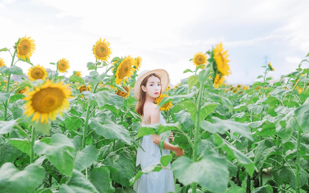 向日葵美女清新户外写真