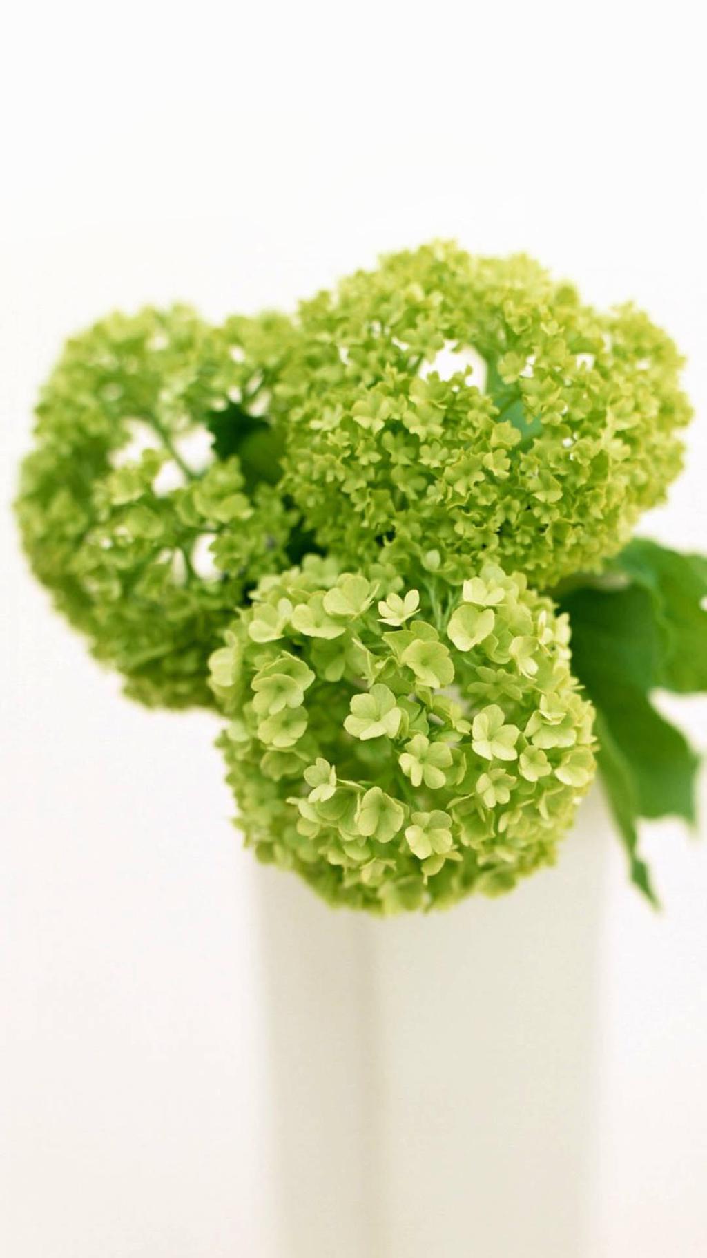 治愈系绿色护眼植物