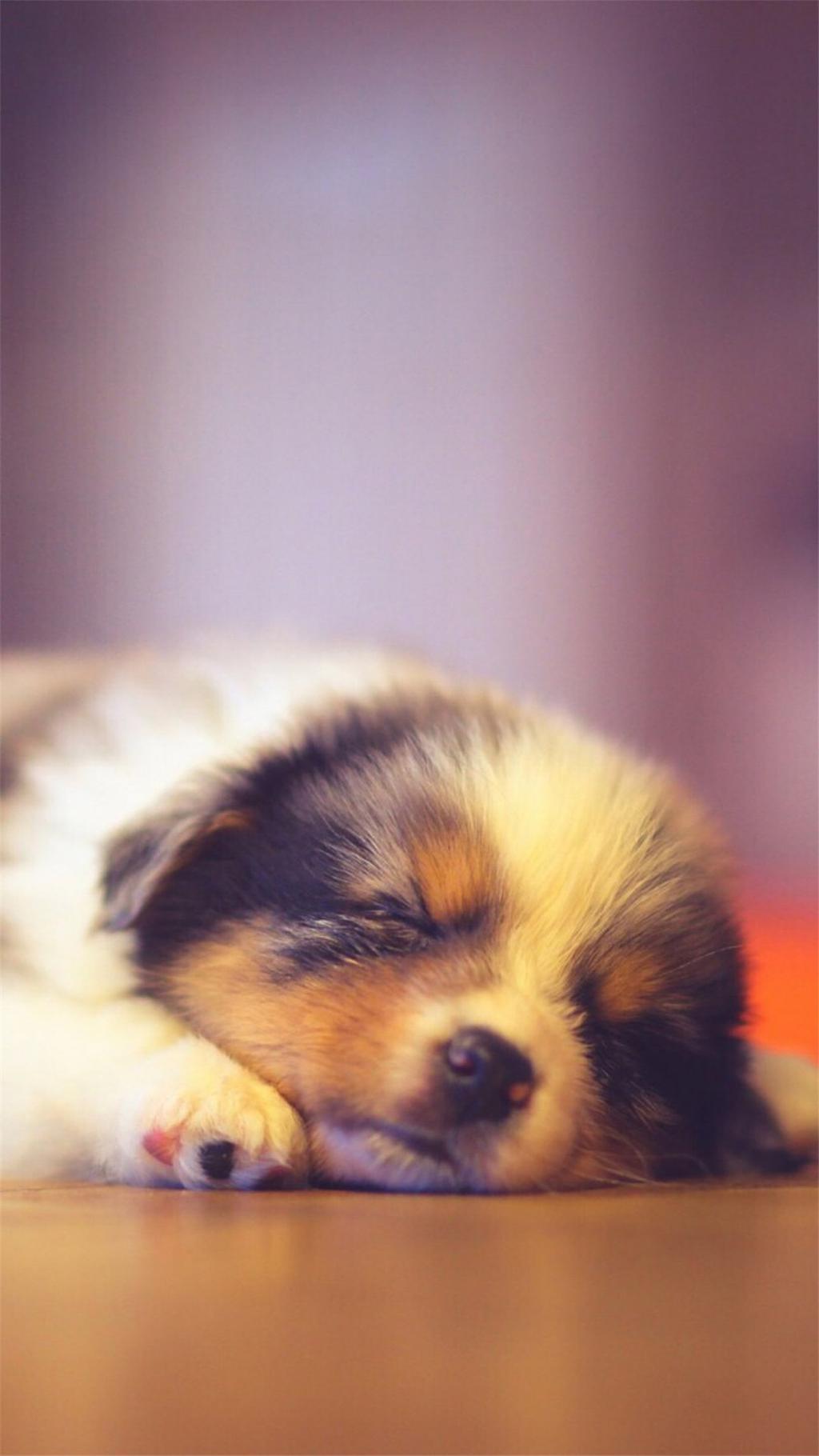 可爱宠物狗狗图片