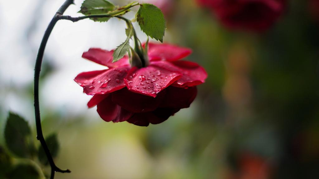 七夕雍容华贵的玫瑰花