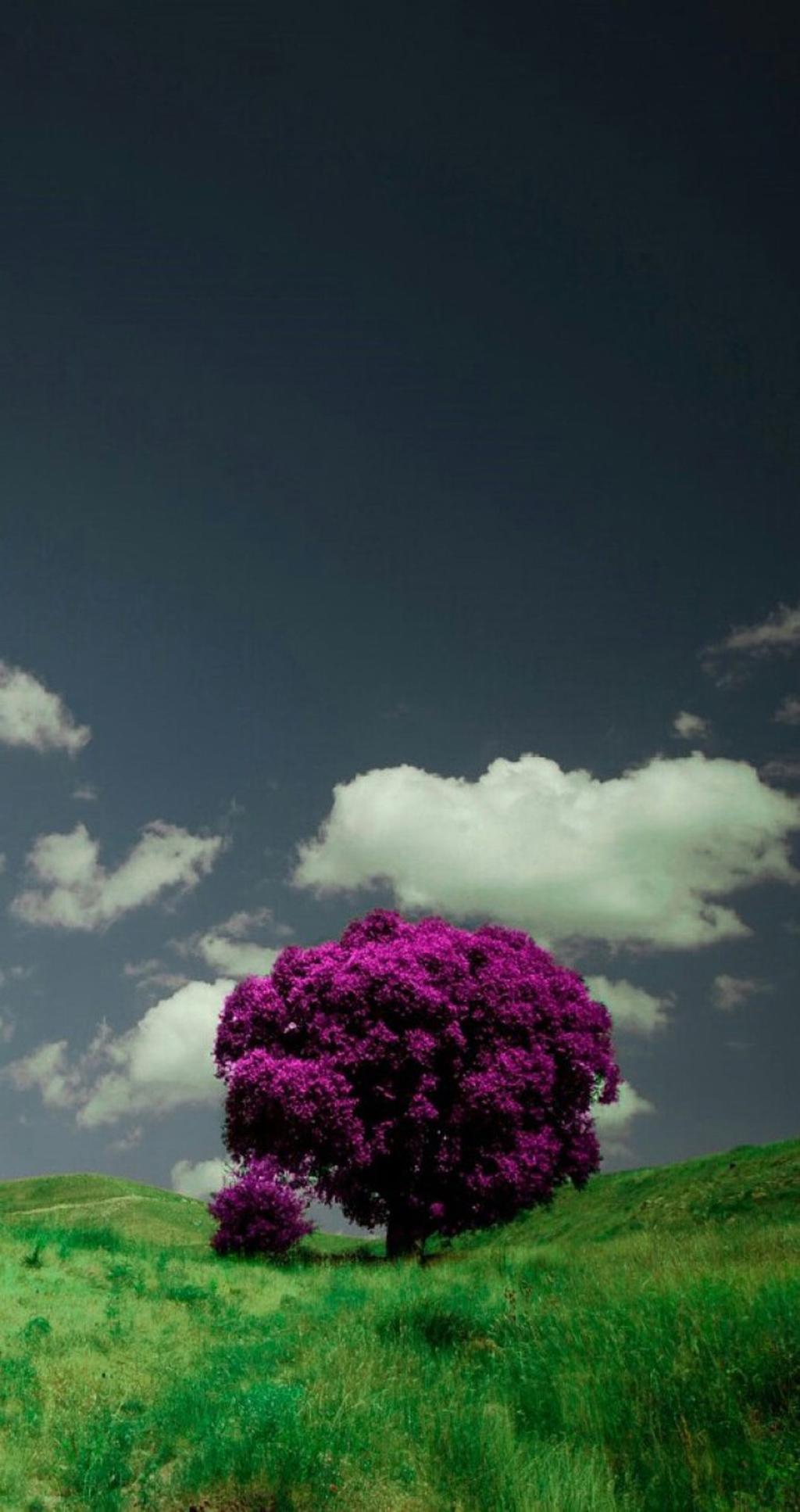 唯美紫色风景高清图片