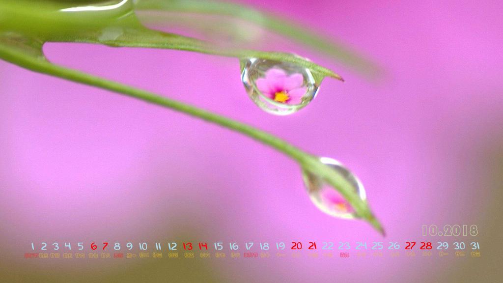 2018年10月露珠日历