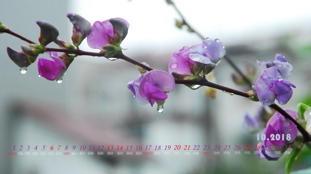 2018年10月露珠日历