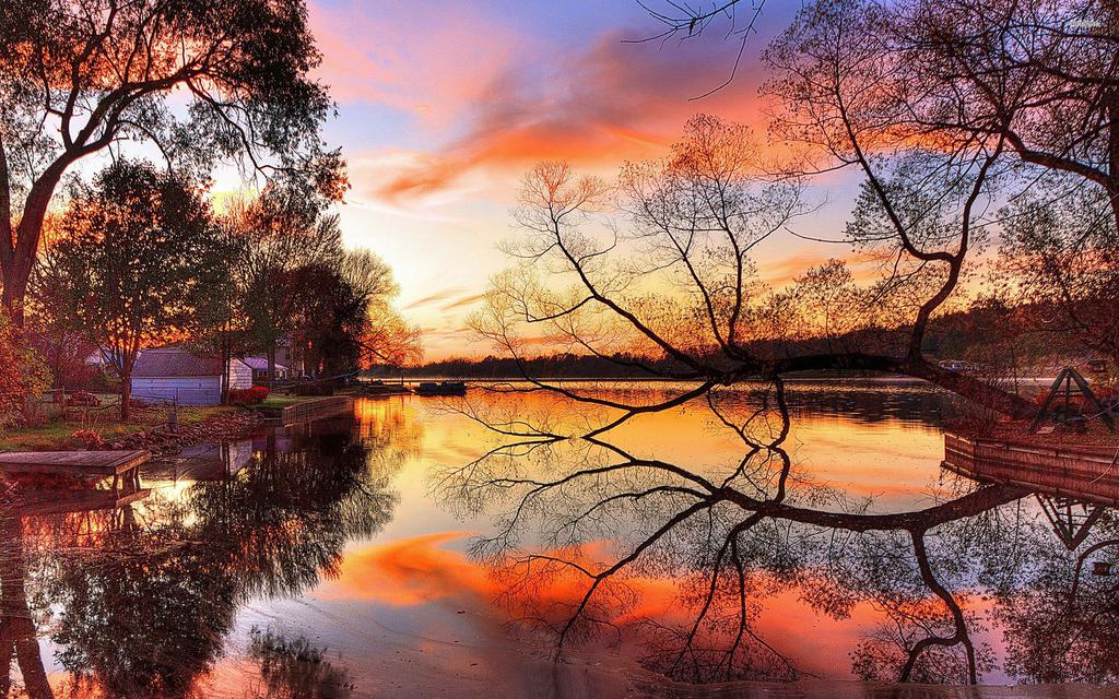 映在湖里的树林