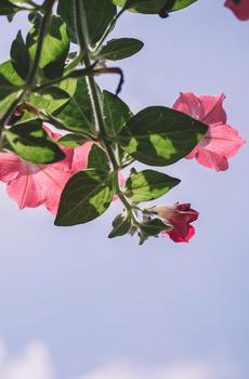 小清新护眼植物花卉-5