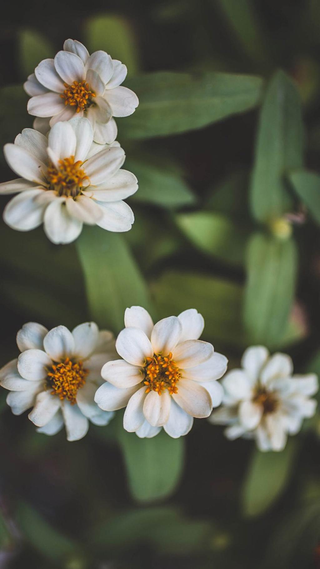 小清新护眼植物花卉