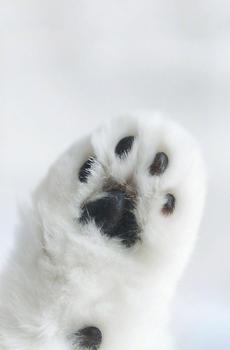 萌萌的猫爪子-1