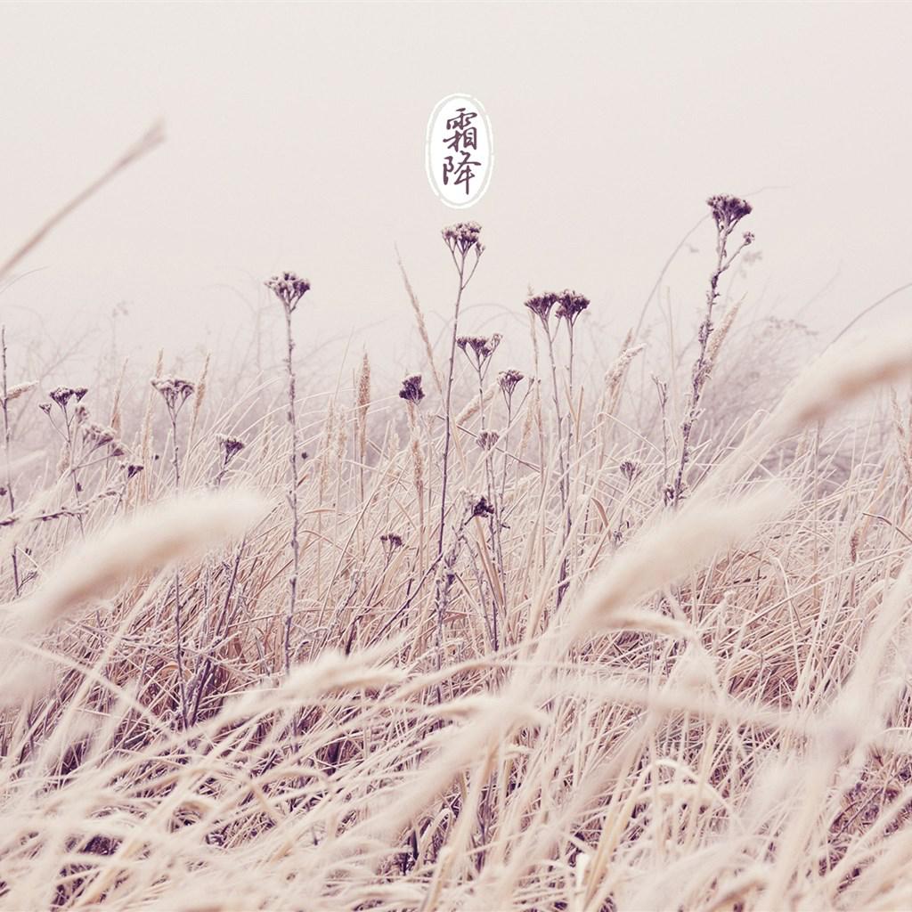 二十四节气霜降