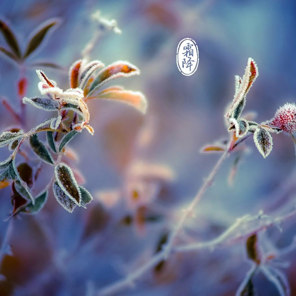 二十四节气霜降