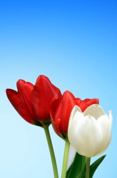 送什么花给老师好-3