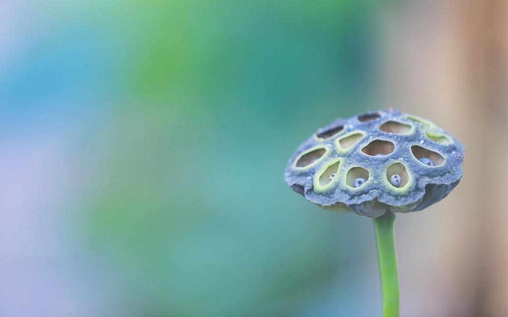 绿色清新养眼荷花