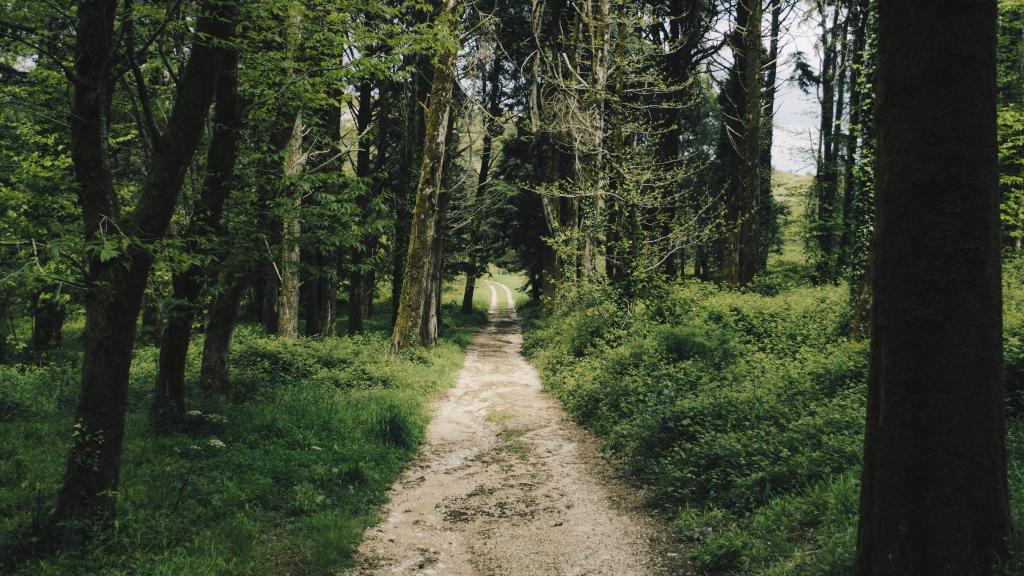 山林中的幽静小路