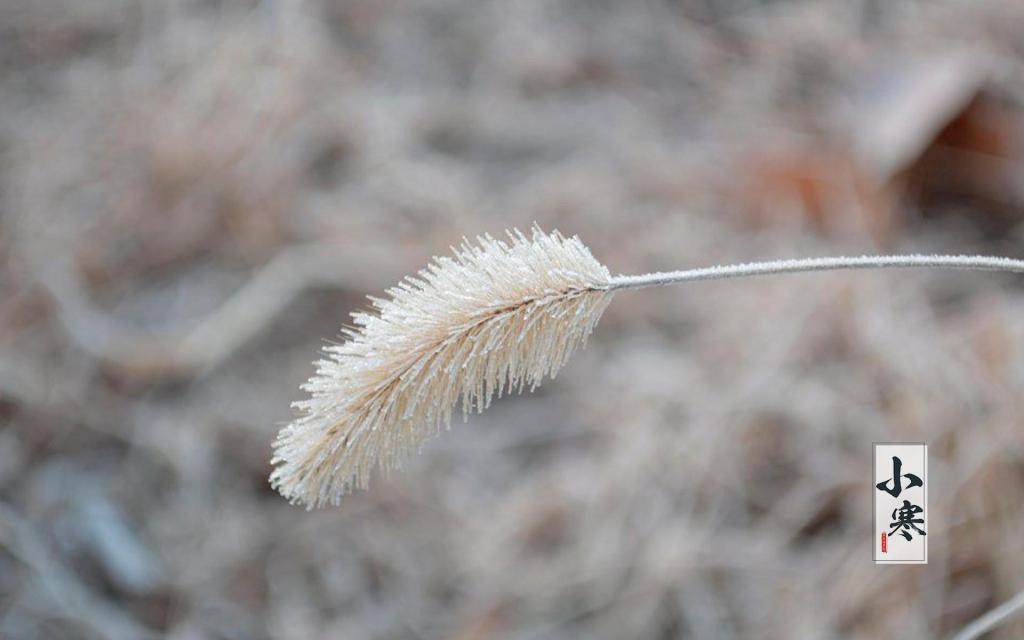 二十四节气小寒时节