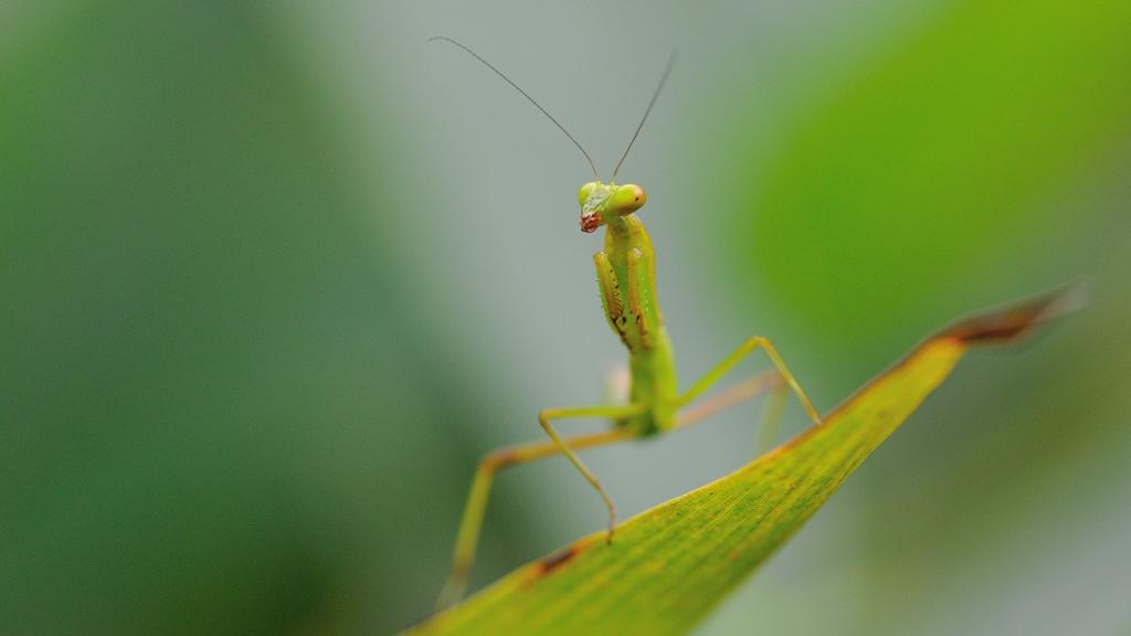 唯美的螳螂