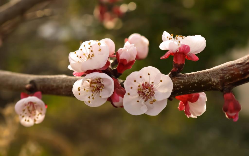 娇艳欲滴的花卉