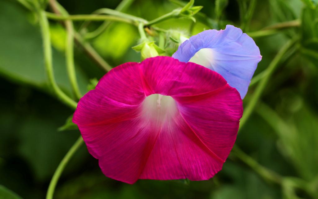 五彩缤纷的牵牛花