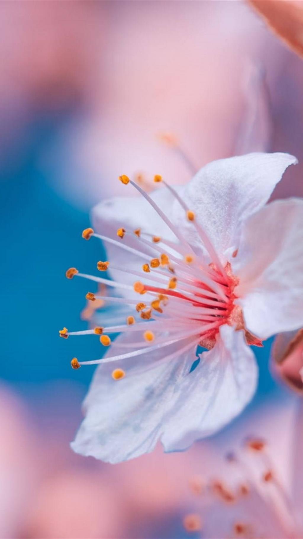 唯美樱花高清摄影