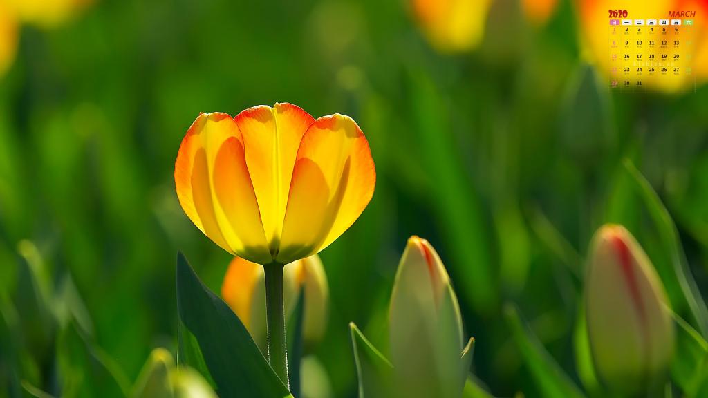 2020年3月郁金香花朵写真日历