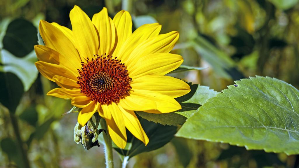 5k分辨率向日葵图片