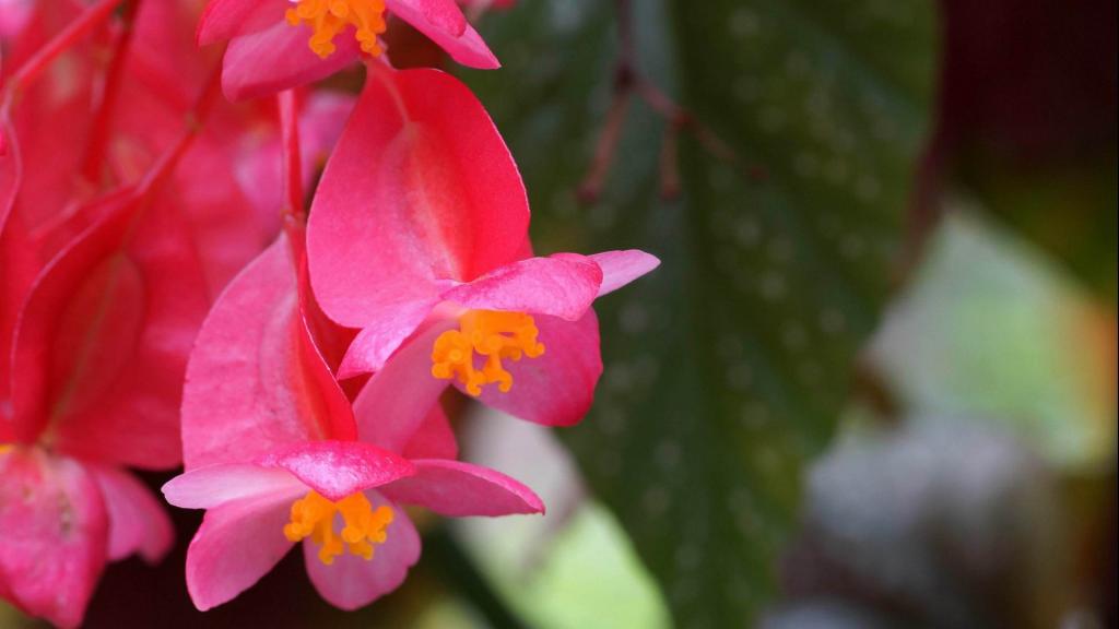 娇艳欲滴的四季海棠