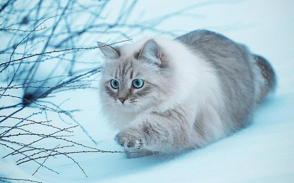 雪中行走的可爱猫咪