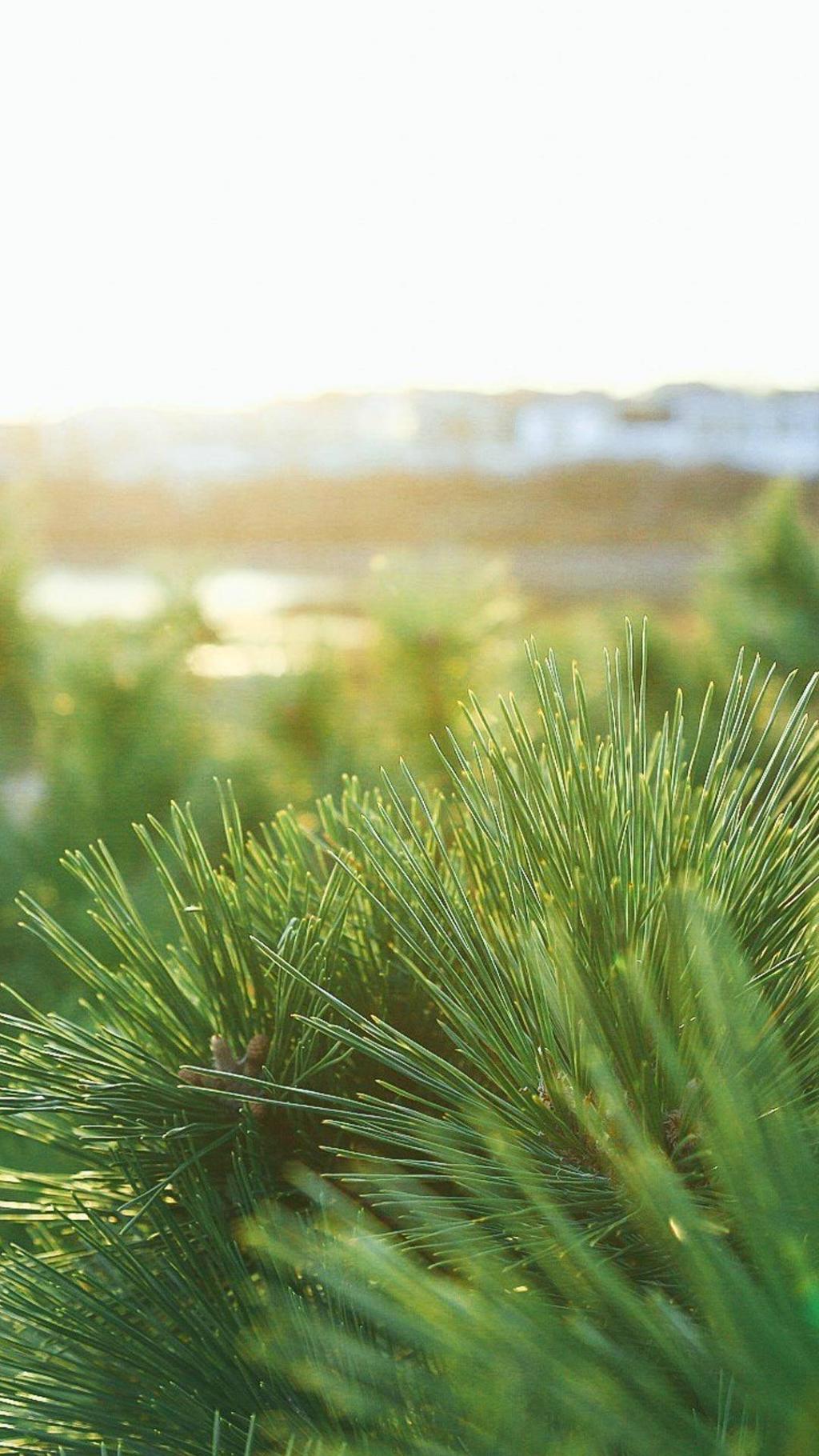 小清新治愈系静物