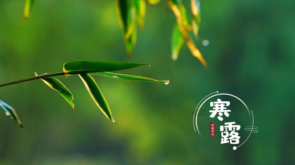 二十四节气寒露清新护眼竹叶