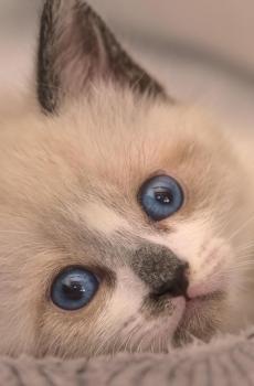 超级可爱活泼的小猫咪-2