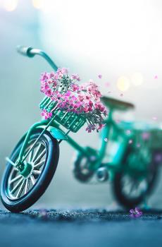 清新唯美居家花盆写真-3