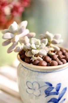 可爱多肉植物-6