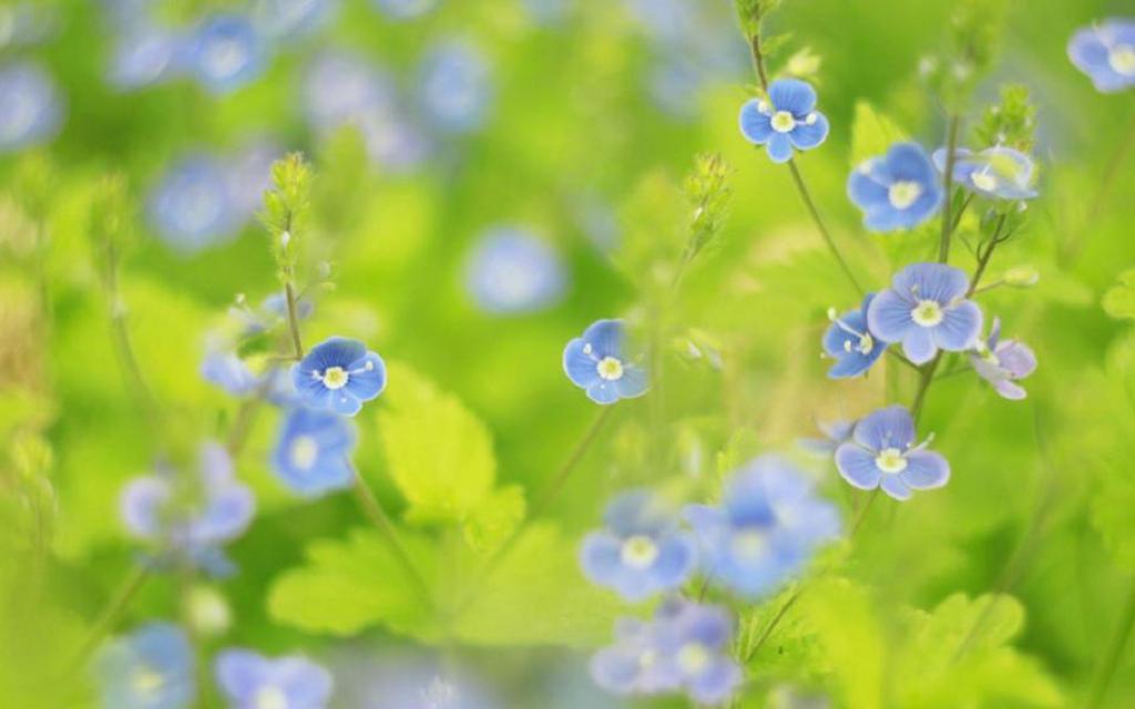 小清新植物花卉摄影