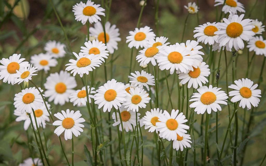 小清新雏菊风景,高清图片,电脑桌面-壁纸族