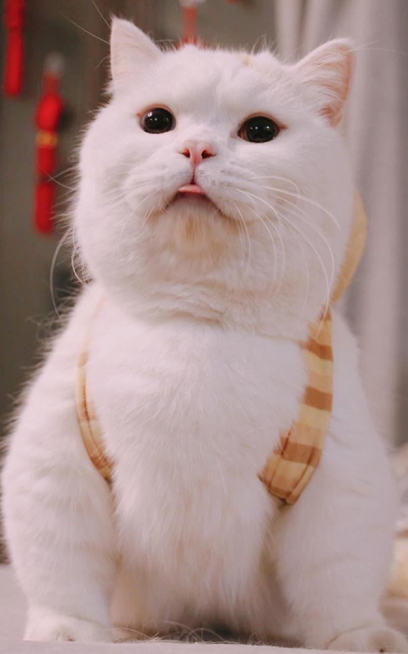 治愈系可爱软萌喵星人