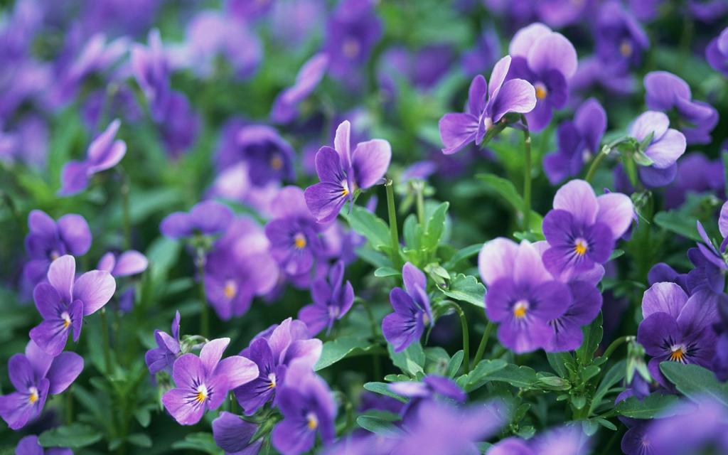 紫色花朵唯美写真