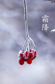 节气之霜降-4