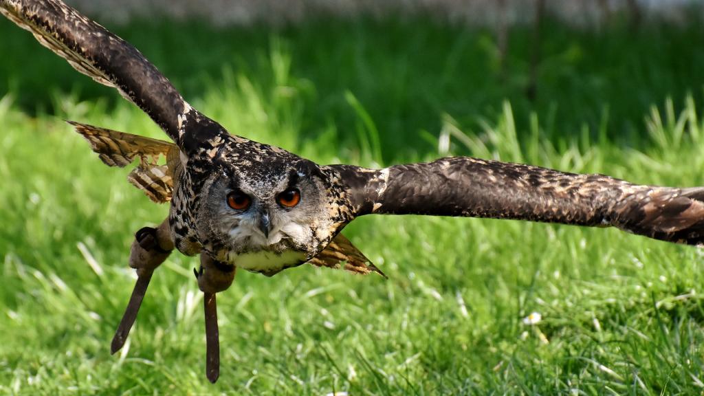 一只飞翔的猫头鹰