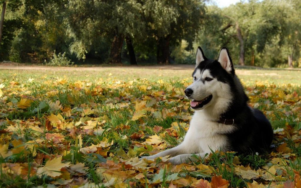 阿拉斯加雪橇犬
