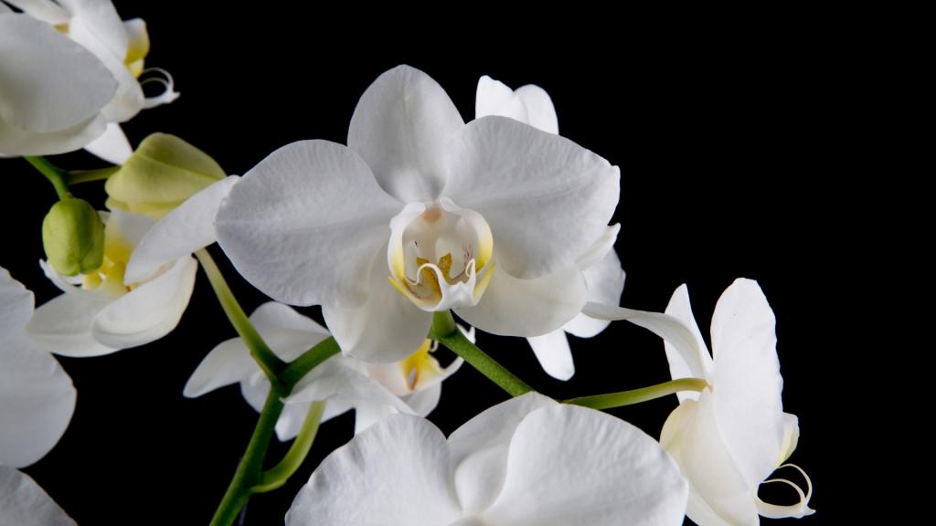 白色蝴蝶兰