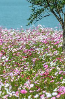 美丽的格桑花-4