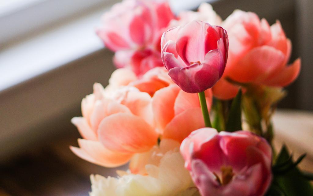 一束郁金香的特写