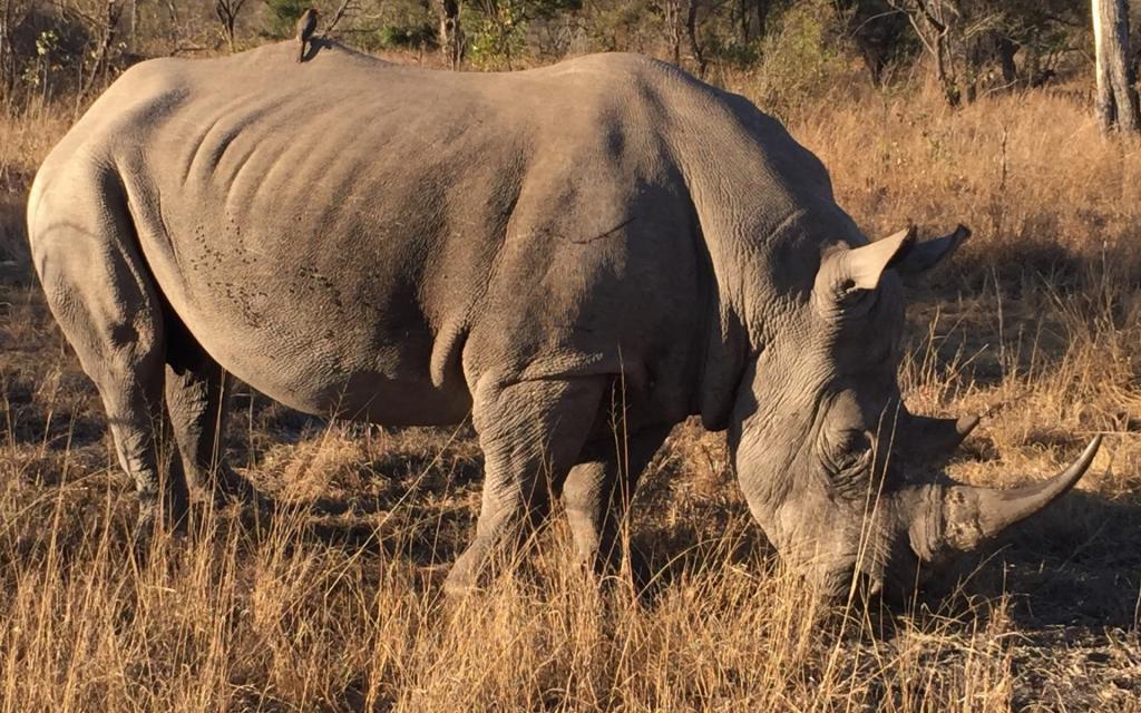 体格庞大的犀牛
